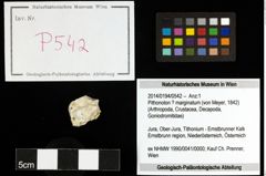 Foto (Objekt + Etiketten) von Pithonoton ? marginatum (von Meyer, 1842) 